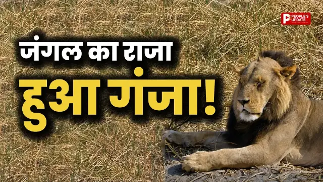 शेर का ऐसा लुक पहले कभी नहीं देखा होगा, सोशल मीडिया पर वायरल हुई तस्वीर