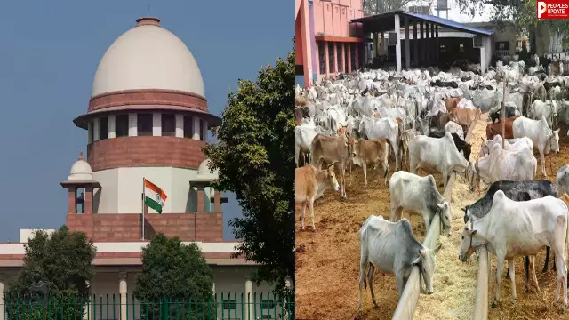 तमिलनाडु में गौहत्या बैन पर सुप्रीम कोर्ट का बड़ा फैसला, हाईकोर्ट के आदेश पर लगाई रोक