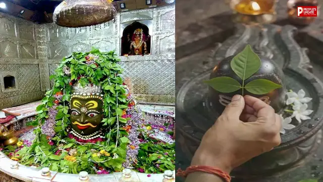 सावन से पहले अपनाएं ये आसान तरीका, तेजी से आएंगी नई पत्तियां