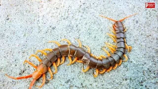 मानसून में क्यों बढ़ जाता है कनखजूरे का खतरा? जानिए बचाव के आसान घरेलू तरीके