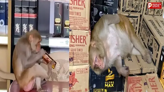 ठेके पर पहुंचा ‘अनोखा ग्राहक’! शराब की पेटियों के बीच बेसुध मिला बंदर, VIDEO ने इंटरनेट पर मचाई हलचल