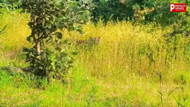सीहोर में टाइगर की दहशत! जहांगीरपुरा में बकरी का शिकार, धवोटी-धामनखेड़ा मार्ग पर फिर दिखा बाघ