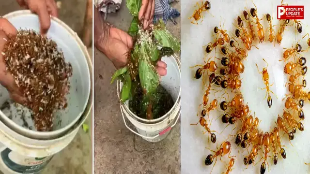 लाल चींटी की चटनी खाई है आपने? चींटियों से बनती है ये अनोखी चटनी, स्वाद के साथ जुड़ी है आदिवासी परंपरा