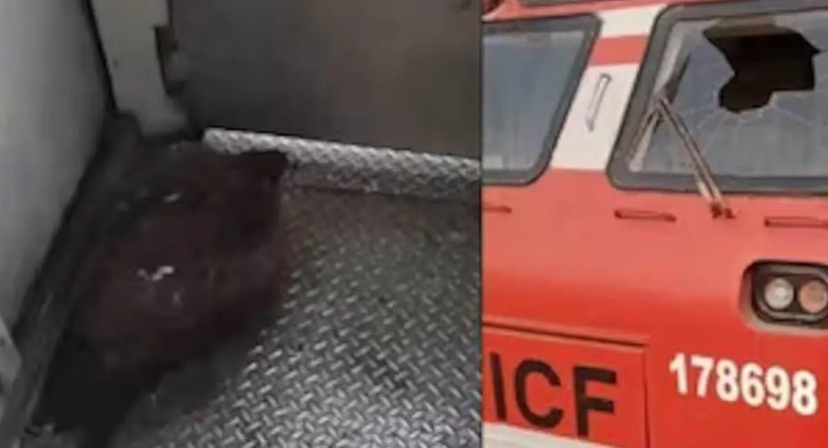 जम्मू-कश्मीर में चील के टकराने से चलती ट्रेन रूकी, विंडस्क्रीन तोड़ कैबिन में घुसा चील, लोको पायलट बुरू तरह घायल