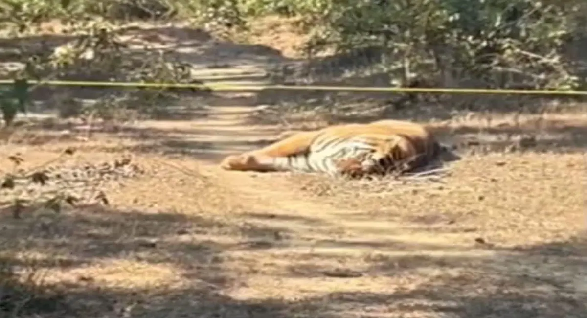 वन-विभाग का तलाशी अभियान जारी, पूरे इलाके की हुई घेराबंदी