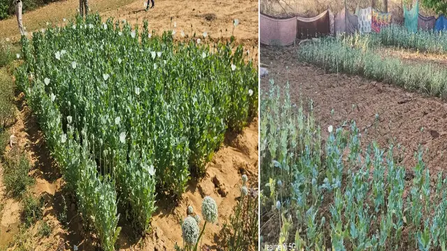 अफीम से जुड़ी अवैध खेती का 5वां मामला, दो गिरफ्तार, पूर्व सीएम बघेल ने भाजपा पर साधा निशाना
