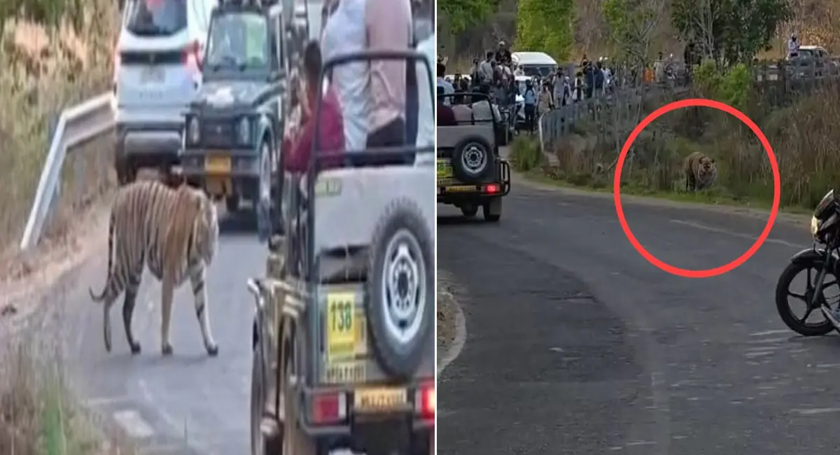 वीडियो बनाते रहे लोग, खतरे को नजरअंदाज करता प्रबंधन, क्या हादसे का इंतजार कर रहा बांधवगढ़ टाइगर रिजर्व?