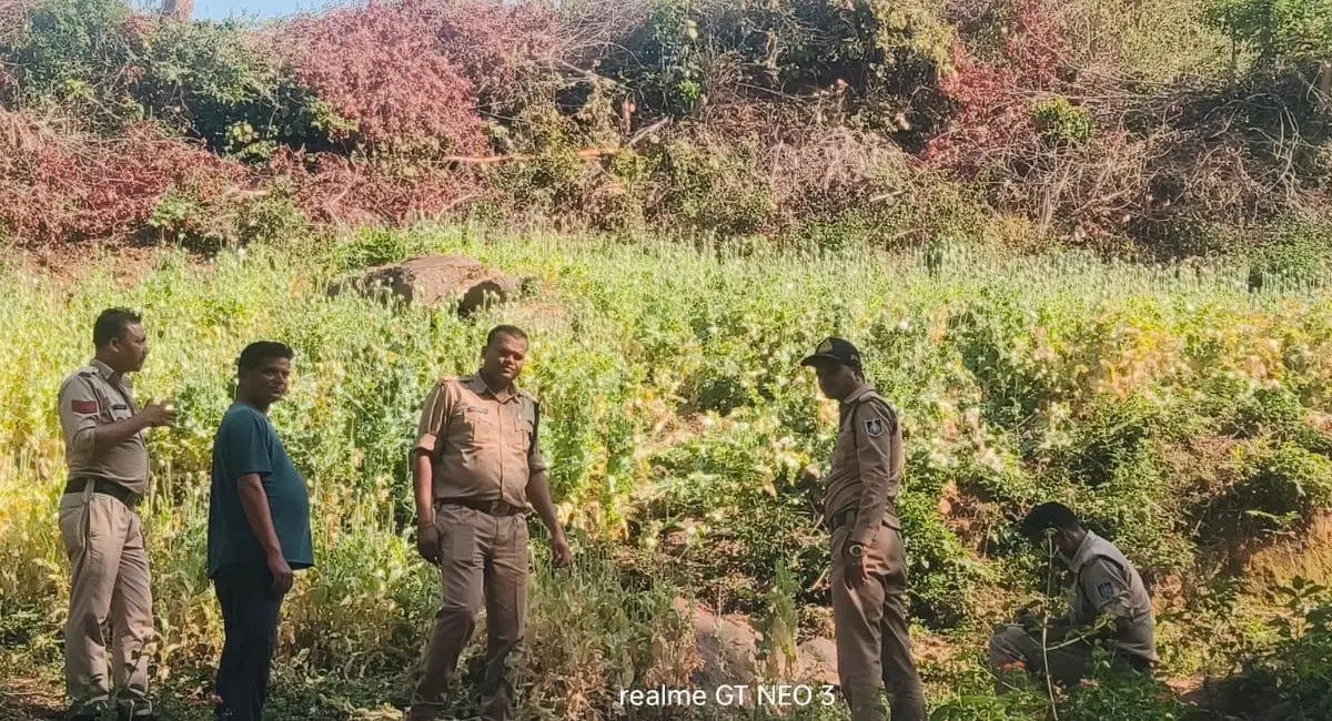 /img/95/1774967157762