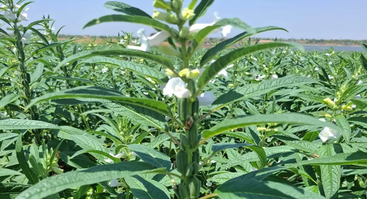 उत्पादकता बढ़ी, तकनीक ने एमपी में बदली तिलहन की तस्वीर