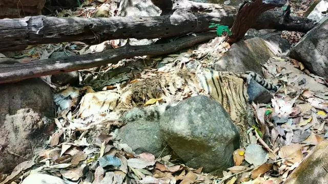 पचमढ़ी की गहरी खाई में मृत मिले बाघ का हुआ अंतिम संस्कार, नहीं मिले शिकार के कोई सबूत