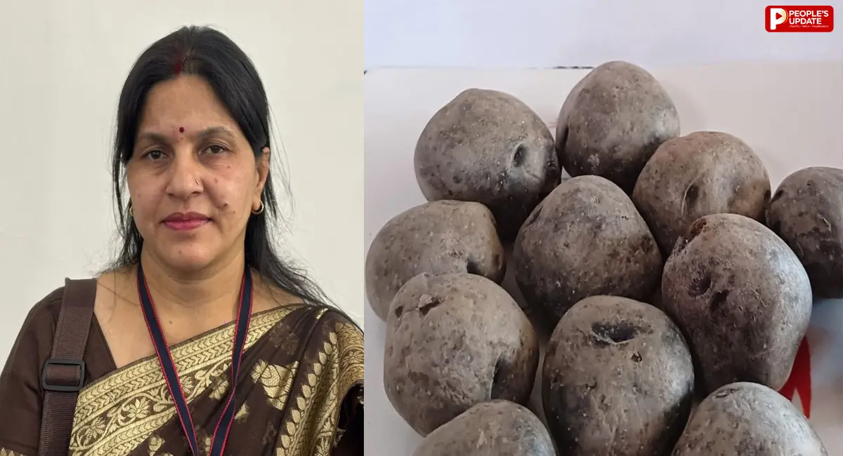 अब स्वाद के साथ थाली में सजेंगे पोषक तत्वों से भरपूर 'काले आलू', कैंसर, शुगर और हार्ट की बीमारियों का जोखिम कम करेगी