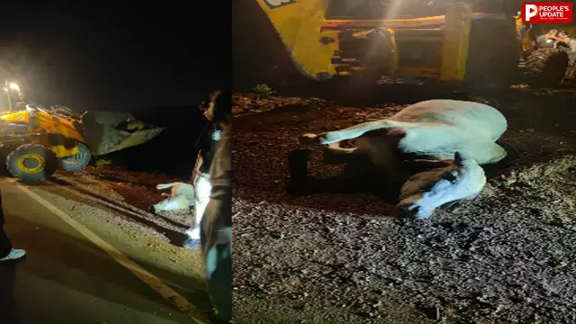 करंट की चपेट में आने से 2 गाय की मौत, बाल- बाल बचे लोग