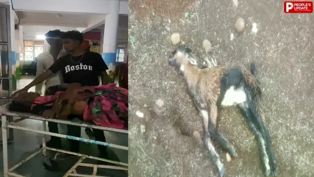 बिजली गिरने से महिला झुलसी, गंभीर हालत में इलाज जारी, 2 बकरियों की मौत