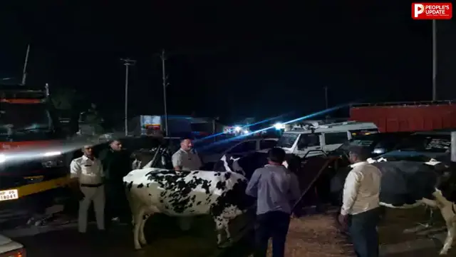 10 गायें मुक्त; महाराष्ट्र ले जाई जा रही थी, चार तस्कर गिरफ्तार