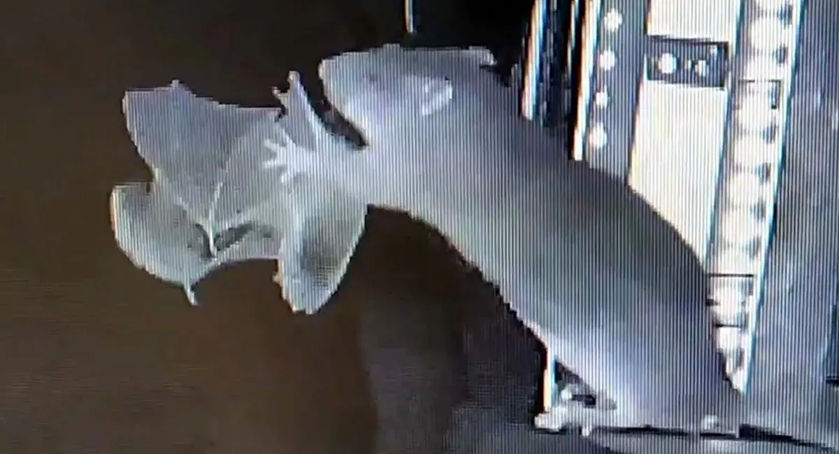 चूहे कर रहे चमगादड़ का शिकार, वैज्ञानिक दे रहे महामारी फैलने की चेतावनी 