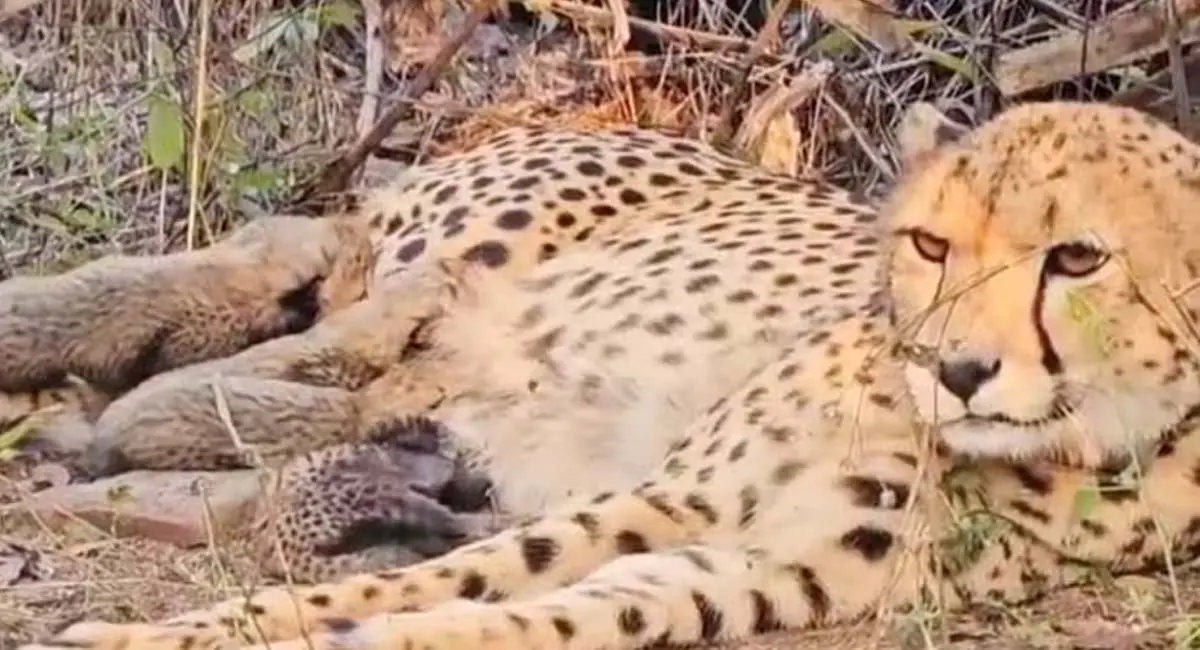 कूनो नेशनल पार्क में खुशखबरी, मुखी बनी पहली भारतीय चीता मां, दिया 5 स्वस्थ शावकों को जन्म
