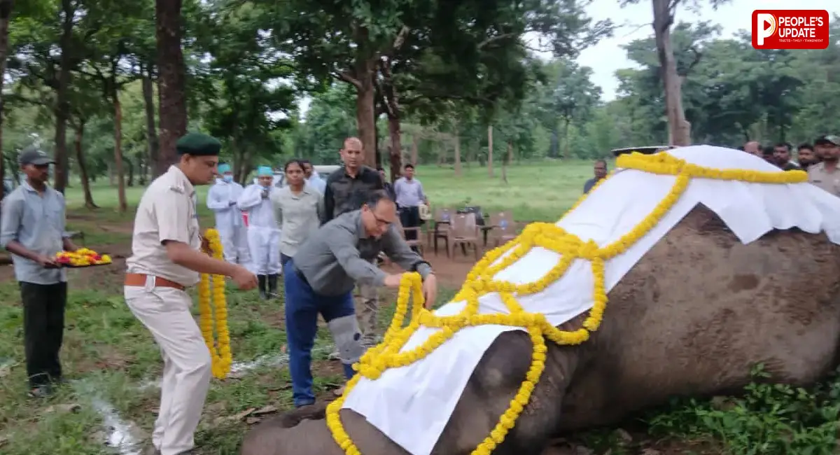 सतपुड़ा टाइगर रिजर्व के चूरना में 'स्मिता' की मौत, नर हाथी कृष्णा से संघर्ष की आशंका, 6 घंटे तक चला पोस्टमार्टम