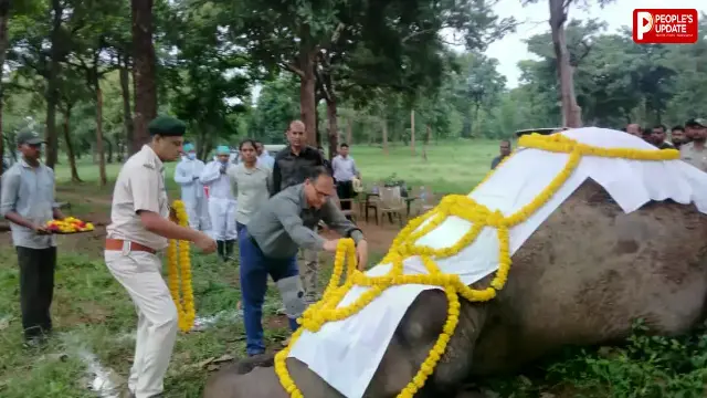 सतपुड़ा टाइगर रिजर्व के चूरना में 'स्मिता' की मौत, नर हाथी कृष्णा से संघर्ष की आशंका, 6 घंटे तक चला पोस्टमार्टम