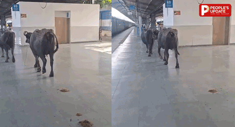 Rani Kamlapati Railway Station: प्लेटफॉर्म नंबर-1 पर दौड़ती दिखीं 2 भैंसें, शताब्दी एक्सप्रेस के पास पहुंचीं; Viral Video